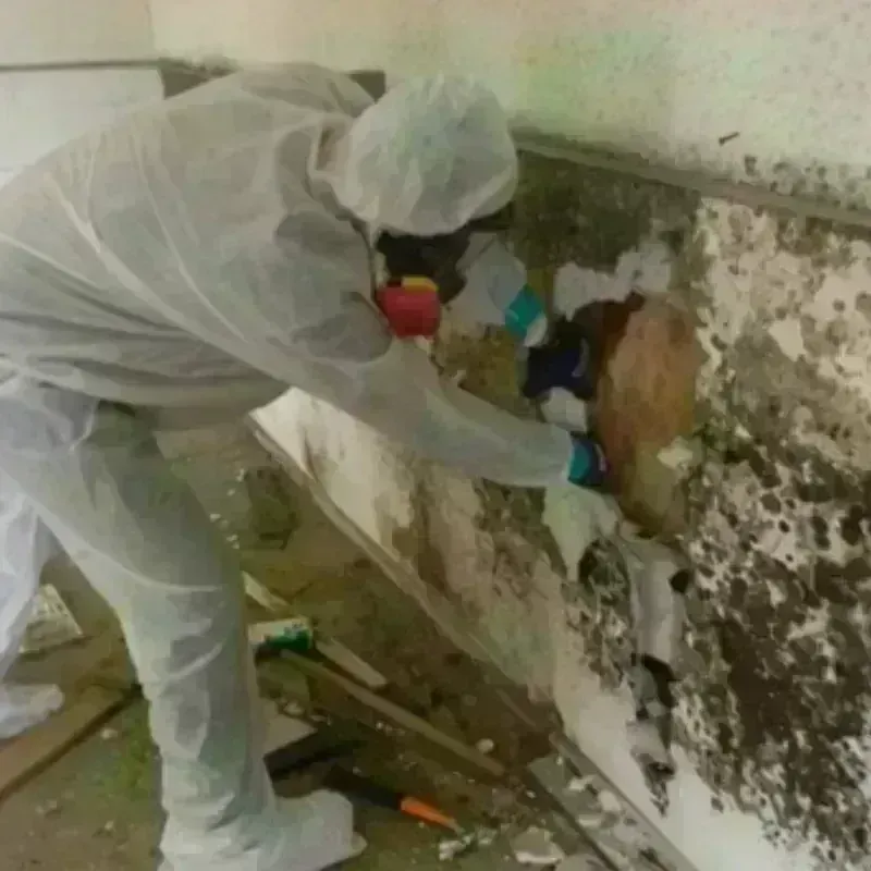 Mold Remediation and Removal in Ashfield, MA